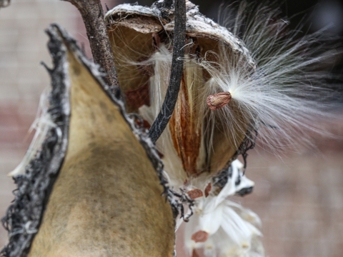A lone milkweed seed on the edge of its seed pod