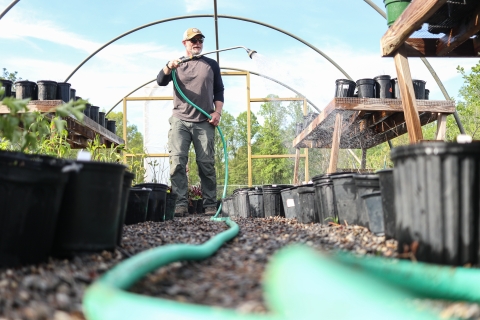 Man holding a hose, spraying potted plants with water
