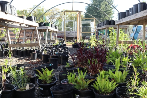 Numerous potted plants on the ground and on crude table