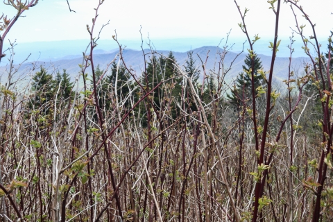 Dense growth of thorning stems with mountains in the background