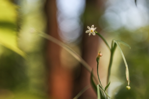 Small plant with a small white flower