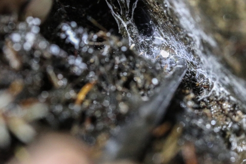 Spider in a web on the ground