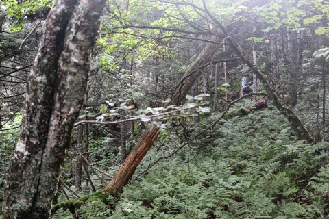 Lone woman a slope in a forest