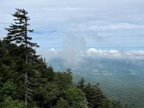 Vista from a tree-covered mountain with a conifer tree prominent
