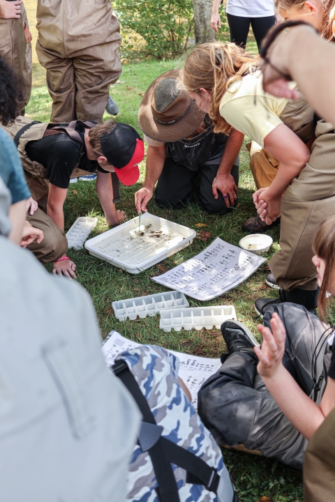 Biologist kneeling over a tray of water holding insects while students look on