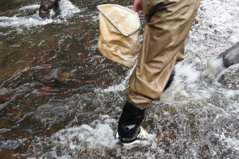 People wearing waders walking through a stream, one holding a small net