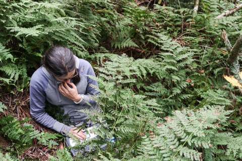 Woman sitting amidst forest plants with a computer in her lap