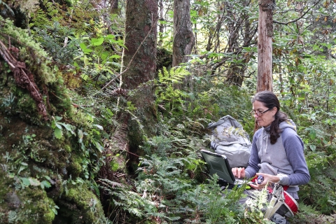 Woman sitting in a forest with a laptop computer