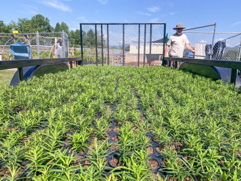 Man walking beside a trailer full of small potted plants