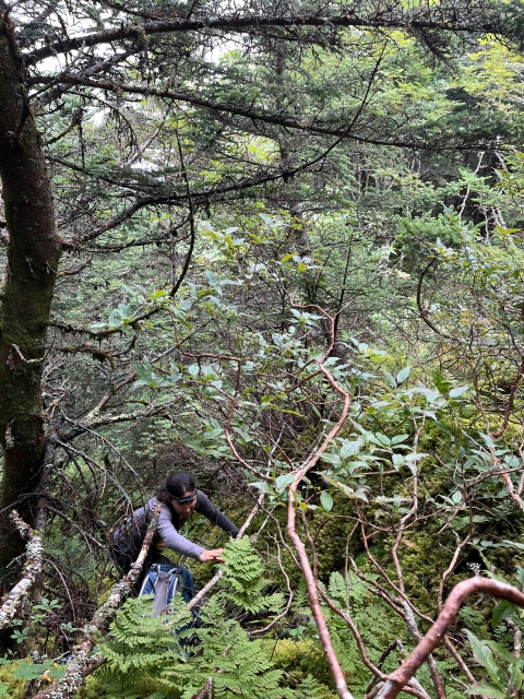Woman climbing a steep, forested slope