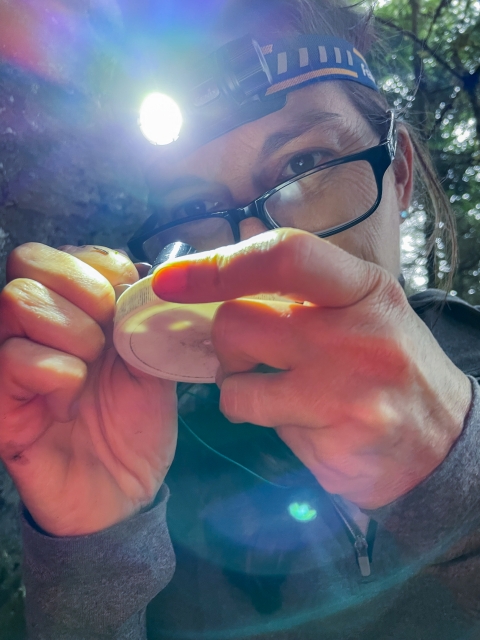 Woman wearing a headlamp looking through a hand lens at a small dish she is holding