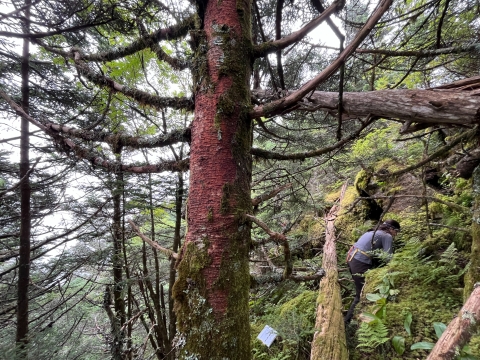 Woman crouched down on a steep, forested slope
