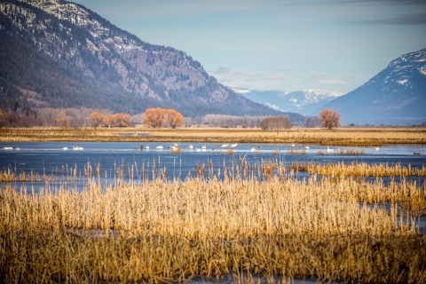 A smattering of waterfowl in a wetland at Kootenai NWR