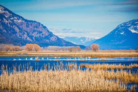 A smattering of waterfowl in a wetland