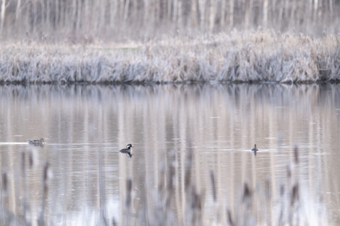 Wetlands surrounded by cat tails and aspens. Three ducks sit in the water. The photo appears almost mono chromatic with subdued browns. 
