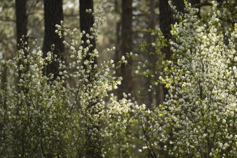 A tall shrub in full bloom with white flowers glowing in the sunlight