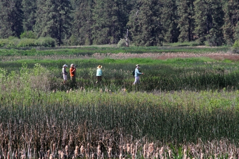 A group of visitors walks along a trail through a wetland