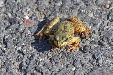 A columbian spotted frog sits on a paved trail next to a wetland