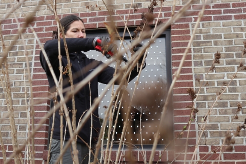 Woman clipping dead plant stems