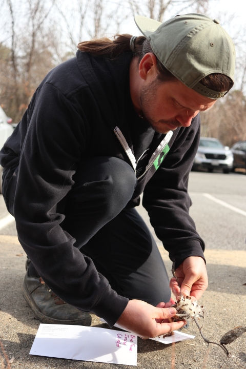 Person squatting, collecting milkweed seeds from a seed pod
