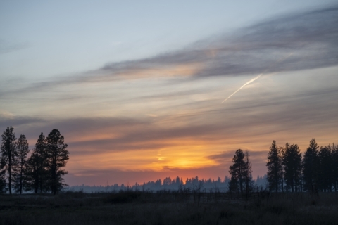The sunsets over a pine forest. The sky goes from bright red to yellow to blue. 