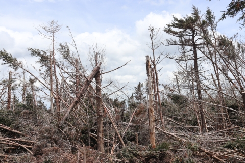Forest with numerous wind-blown trees