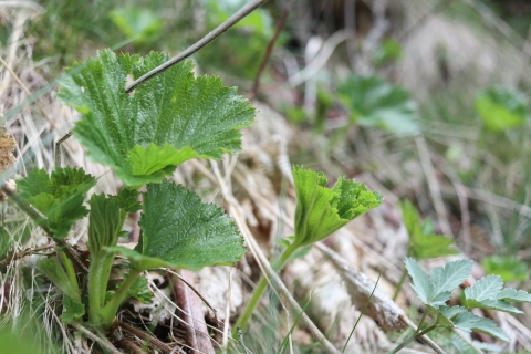 Green leaves emerging from the ground