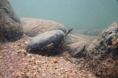 A freshwater mussel on a sandy stream bottom