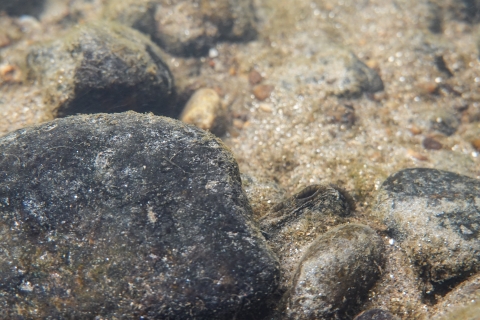 Freshwater mussel on stream bottom, shell partially open
