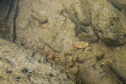 Freshwater mussel on a sandy stream bottom surrounded by scattered rocks