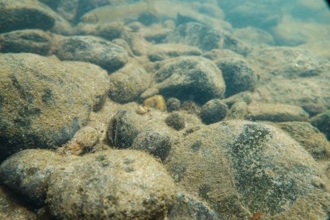 Freshwater mussel among stream bottom stones