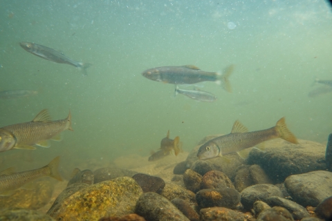 Several fish swimming near a stream bottom