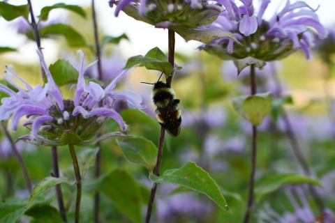 Rusty patched bumble bee perched on the stem of wild bergamot