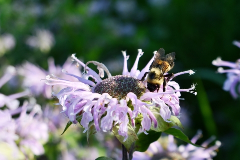 Rusty patched bumble bee on wild bergamot