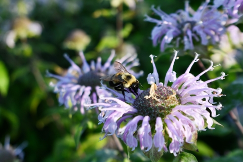 Rusty patched bumble bee on wild bergamot