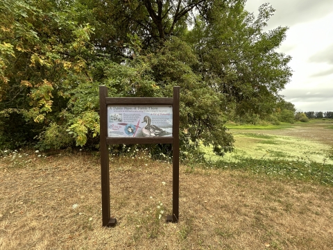 Interpretive panel with photo of Northern Pintail with lake and trees in the background