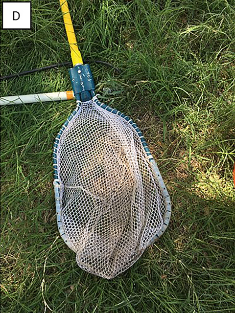 A net with rounded corners