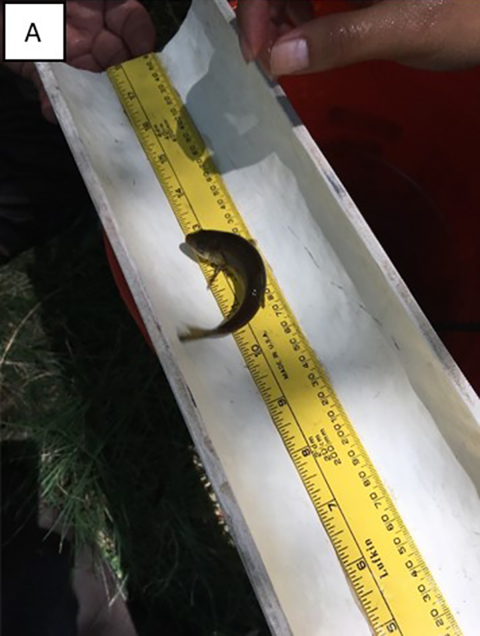 A), B), & C) Examples various sized length boards for measuring fish length. A