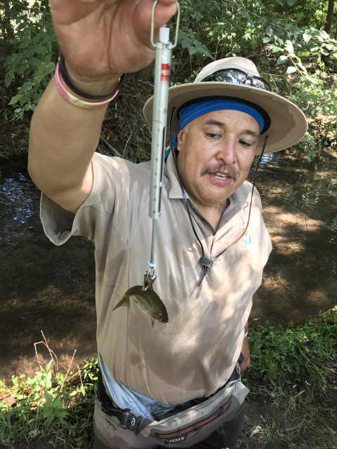 Fish weight can be taken by mechanical and digital platform or hanging scales (pictured).