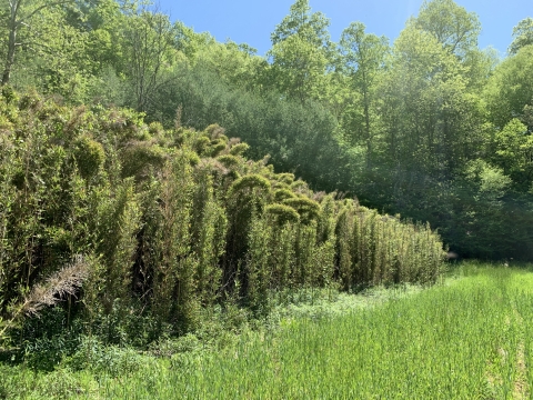 river cane in front of trees