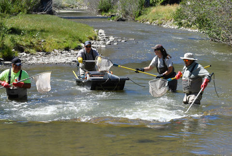 The dip netter is transferring captured fish to the live well.