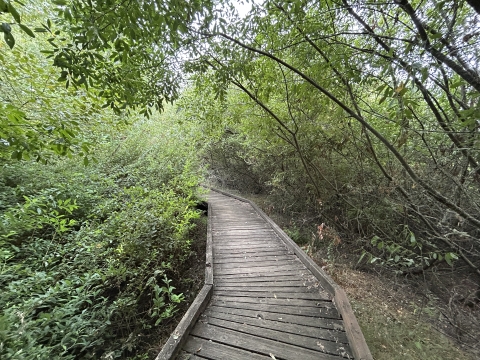 Boardwalk trail curving through forest