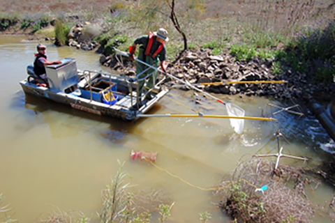 •	Boat electrofishing samples a segment of stream or shoreline, known as a “pass”