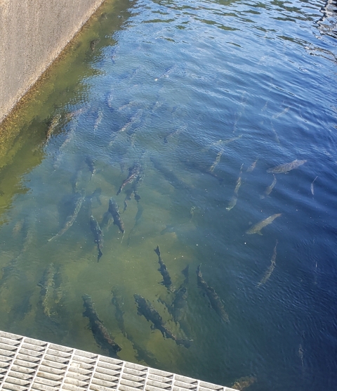 Large fish swimming in a concrete holding pond