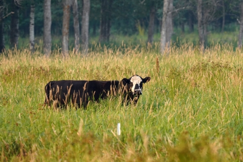 A cow in a field with tall grass