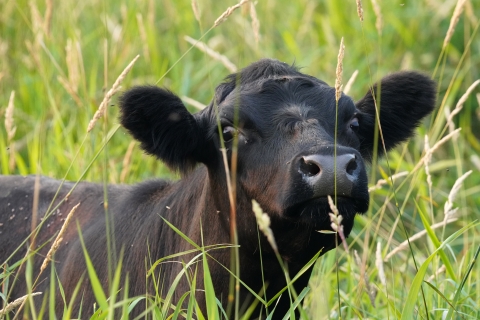 A young cow grazing in tall grass