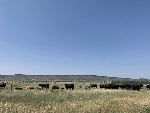 Black cows in field