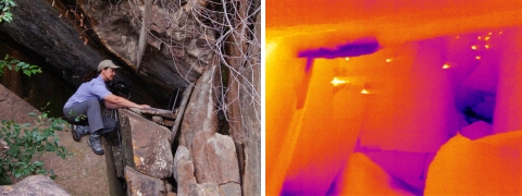 a collaged image showing a woman sitting in front of a laptop near a cave entrance, and a thermal image that ranges from bright yellow to deep purple of bats leaving the cave