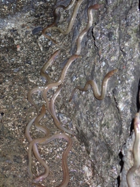 Elver eels climbing a wet rock. They are slightly larger than the glass eels described in figure 3. Their back has a brown to light brown pigment and their belly is white. They are about 5 to 6 inches long. 