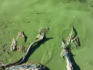 Thick green scum caused by a harmful algal bloom